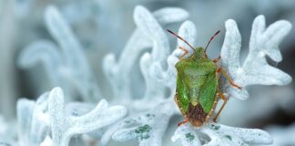 Jak pozbyć się smrodu z butów roboczych?