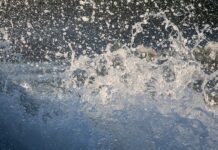 Czego nie Pryskać miedzianem? Czego nie Pryskać miedzianem?