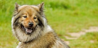 Do jakiej długości ostrze można mieć przy sobie?