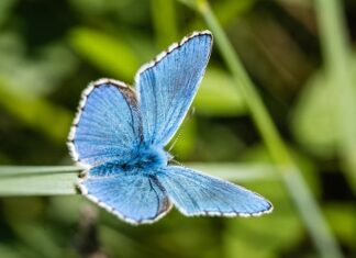 Czy motylek to broń białą?