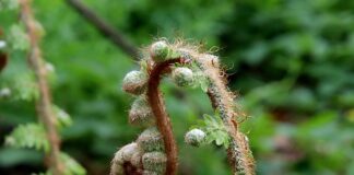 Czy da się wyprostować tarczę?