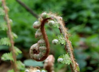 Czy da się wyprostować tarczę? Czy da się wyprostować tarczę?