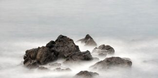 Jaki sekator teleskopowy do gałęzi?