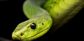 Czy wąż od chłodnicy powinien być twardy?