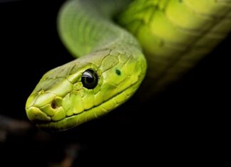 Czy wąż od chłodnicy powinien być twardy?