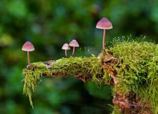 Jakie są rodzaje obudów? Jakie są rodzaje obudów?