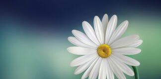 Co pasuje do białego koloru?