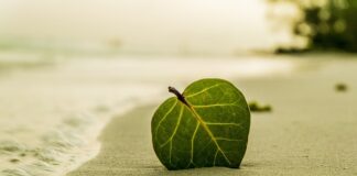 Co oznacza liść na oponie?