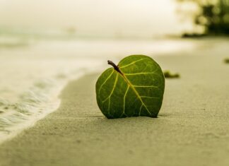 Co oznacza liść na oponie?