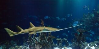 Jak naostrzyć piłę do gałęzi?