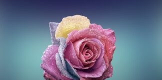 Ile kosztuje 1 róża w kwiaciarni 2023?