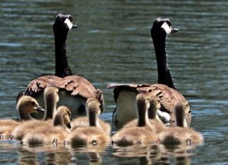Na czym polegają pływające tarcze hamulcowe? Na czym polegają pływające tarcze hamulcowe?