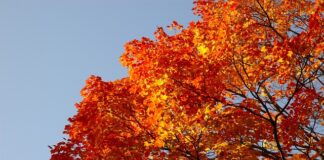 Jakich aut nie będzie w 2023?