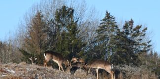 Ile jest decybeli w telefonie?