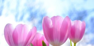 Ile kosztuje 1 Tulipan 2023?