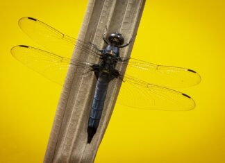 Co grozi za posiadanie noża?