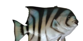 Z której strony naostrzyć szpadel?