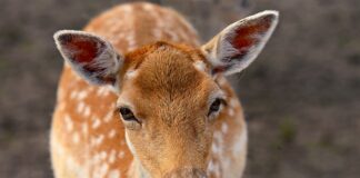 Jak wyleczyć ucho domowe sposoby?