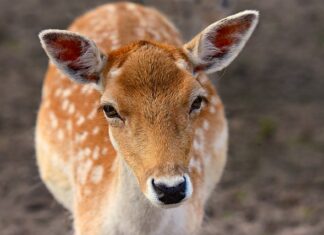 Jak wyleczyć ucho domowe sposoby? Jak wyleczyć ucho domowe sposoby?