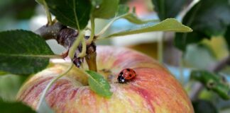 Co posadzić żeby nie było mszyc?