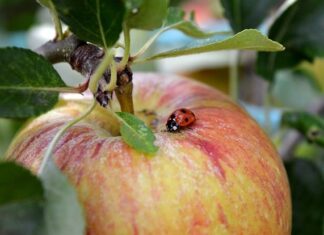 Co posadzić żeby nie było mszyc? Co posadzić żeby nie było mszyc?