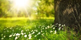 Ile czasu Zagęszcza się trawa?