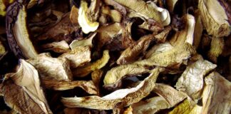 Jak długo trzeba suszyć grzyby w suszarce?