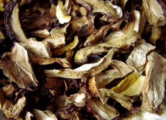 Jak długo trzeba suszyć grzyby w suszarce? Jak długo trzeba suszyć grzyby w suszarce?