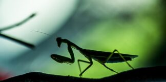 Czy płyta główna micro ATX pasuje do obudowy ATX?