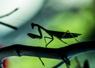 Czy płyta główna micro ATX pasuje do obudowy ATX? Czy płyta główna micro ATX pasuje do obudowy ATX?