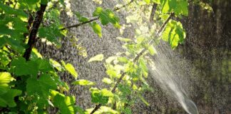 Czy można robić oprysk w słońcu?