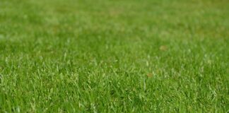 Jak dbać o trawnik latem?