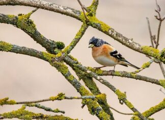 Jak wygląda Finka? Jak wygląda Finka?