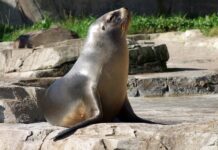 Co do uszczelnienia wydechu?