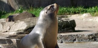 Co do uszczelnienia wydechu?