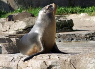 Co do uszczelnienia wydechu? Co do uszczelnienia wydechu?