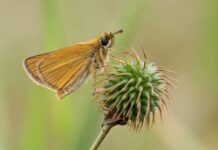 Czy posiadanie szabli jest legalne?