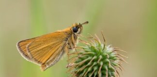 Czy posiadanie szabli jest legalne?