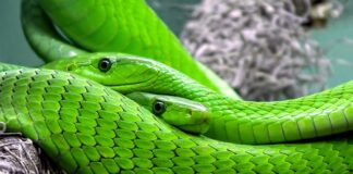 Czy węże od chłodnicy powinny być miękkie czy twarde?