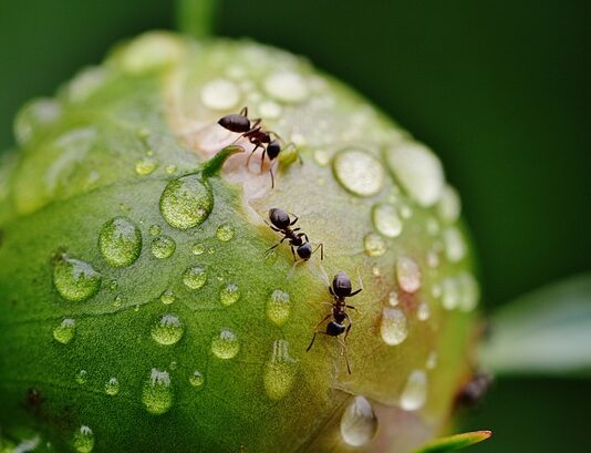Czy soda oczyszczona jest dobra na mrówki? Czy soda oczyszczona jest dobra na mrówki?