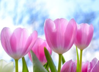 Kiedy używać tulipana na obiektyw? Kiedy używać tulipana na obiektyw?