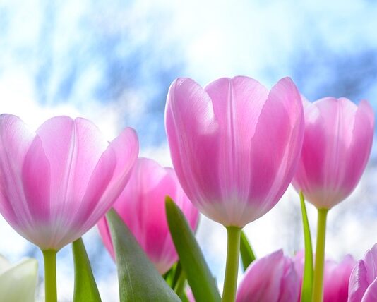 Kiedy używać tulipana na obiektyw? Kiedy używać tulipana na obiektyw?