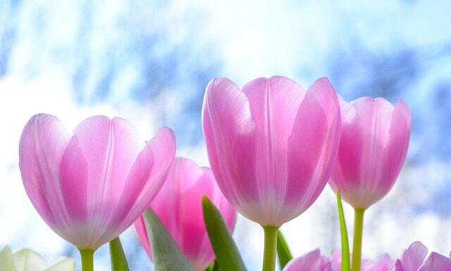 Kiedy używać tulipana na obiektyw? Kiedy używać tulipana na obiektyw?