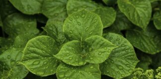 Jak pozbyć się mokrych okien?