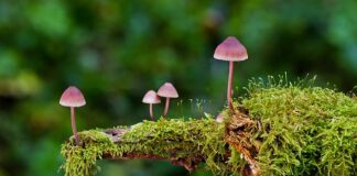 Jakie są rodzaje obudów komputerowych?