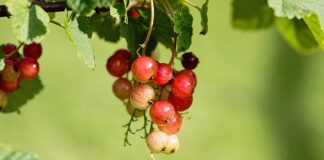 Co oznacza S na oponie?