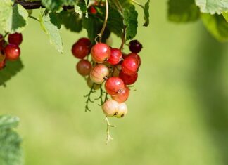 Co oznacza S na oponie? Co oznacza S na oponie?