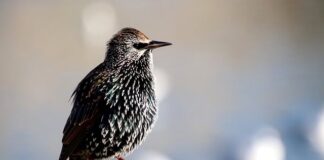 Czy w nocy widać przez lustro weneckie?