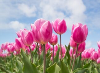 Jak długo kwitną tulipany?