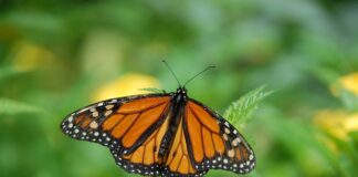 Czy Butterfly jest legalny w Polsce?